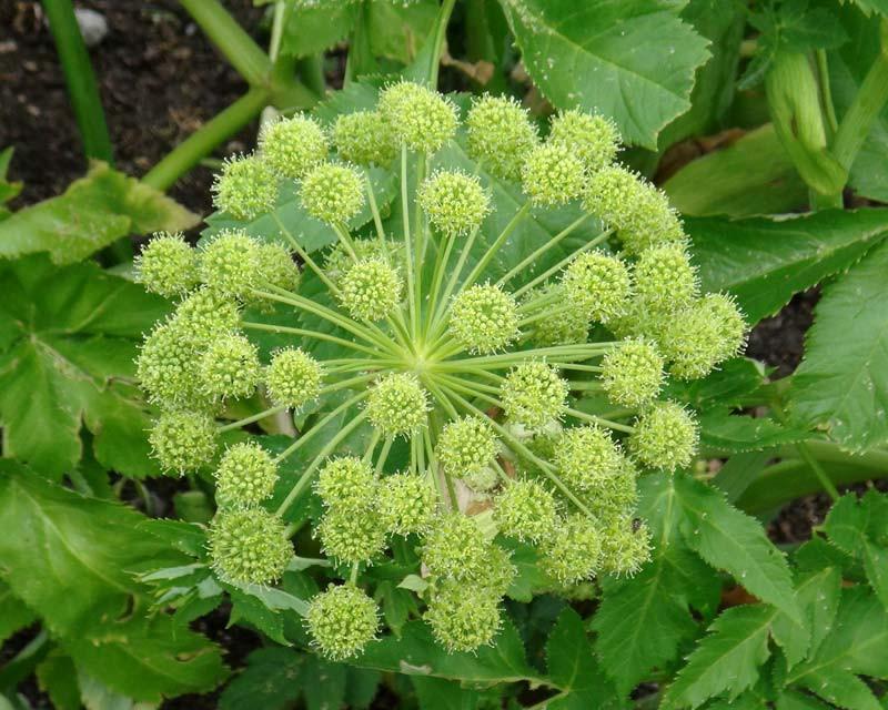 Angelica argangelica para la fertilidad