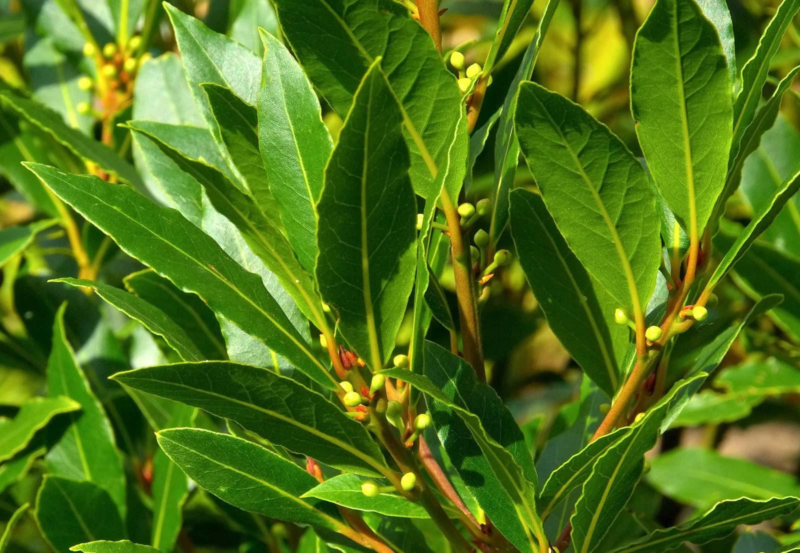 Laurel para quedar embarazada