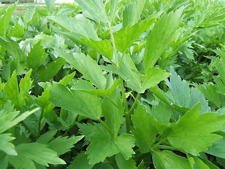 plantas para aumentar la fertilidad