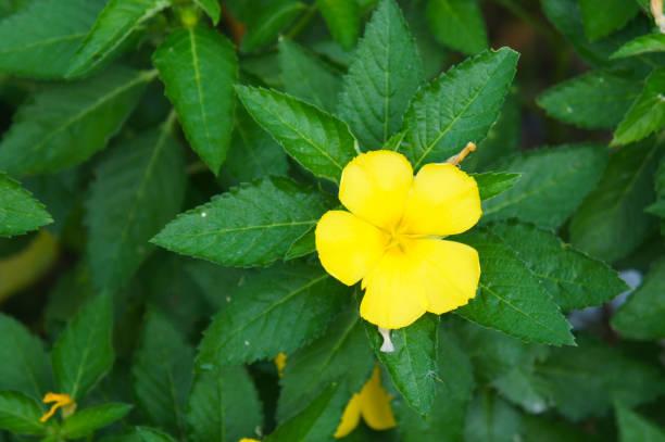 Plantas para aumentar la fertilidad